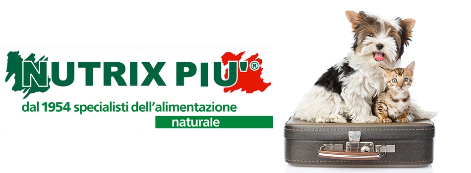 immagine generica