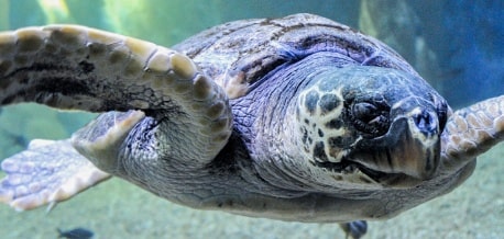 Visita l'Acquario di Cala Gonone con Tirrenia