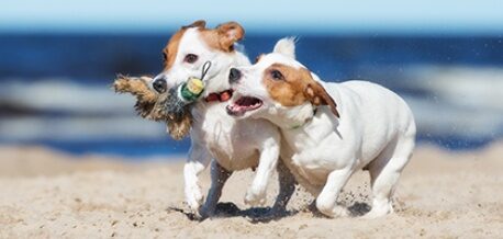Vacanze "Pet Inclusive"