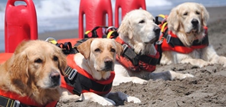 Scuola Italiana Cani Salvataggio (SICS) con Tirrenia